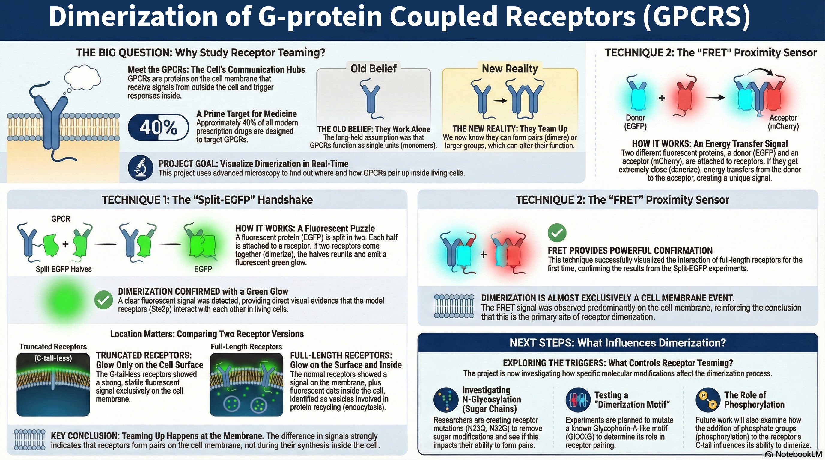 Infographic summarizing GPCR dimerization mechanisms