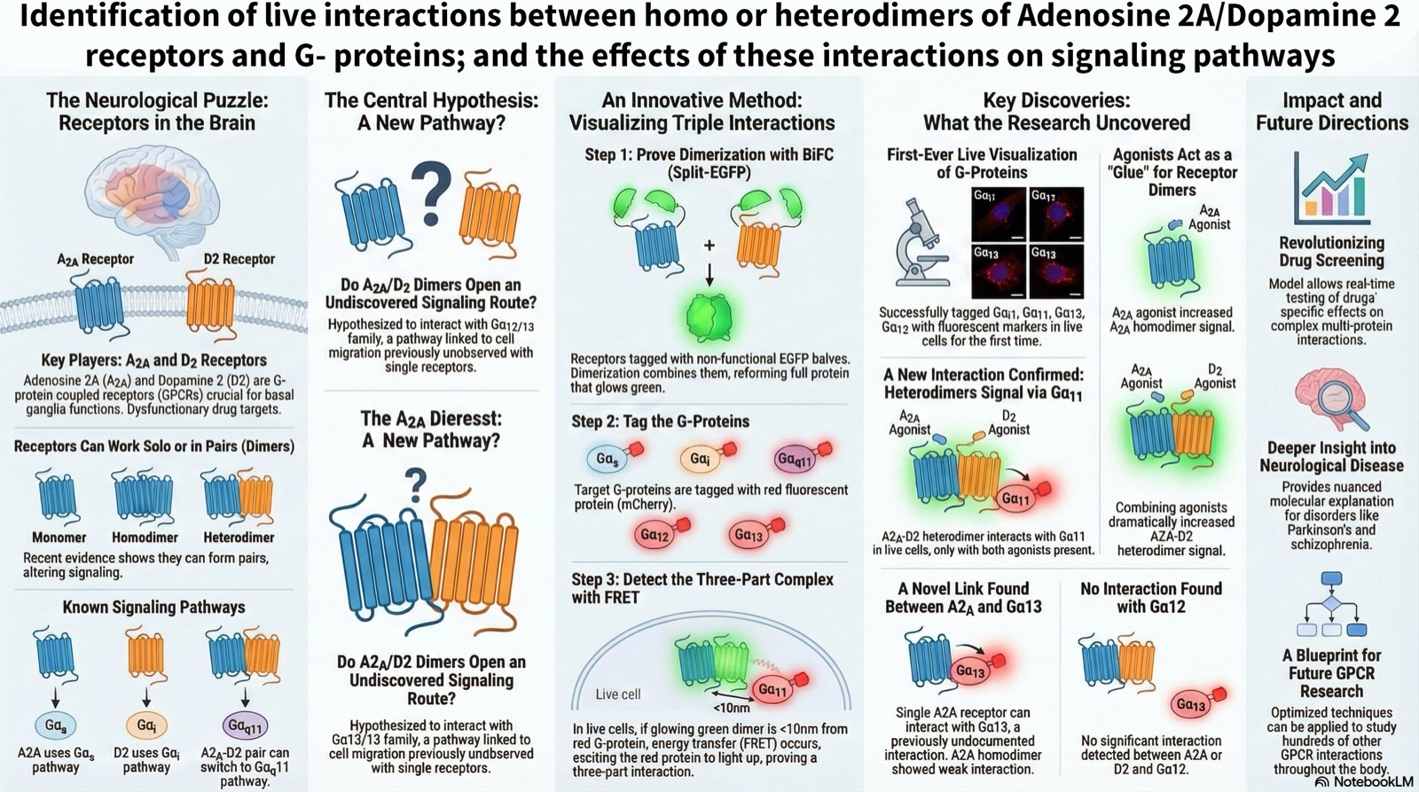 Infographic summarizing A2A/D2 receptor interactions with G-proteins