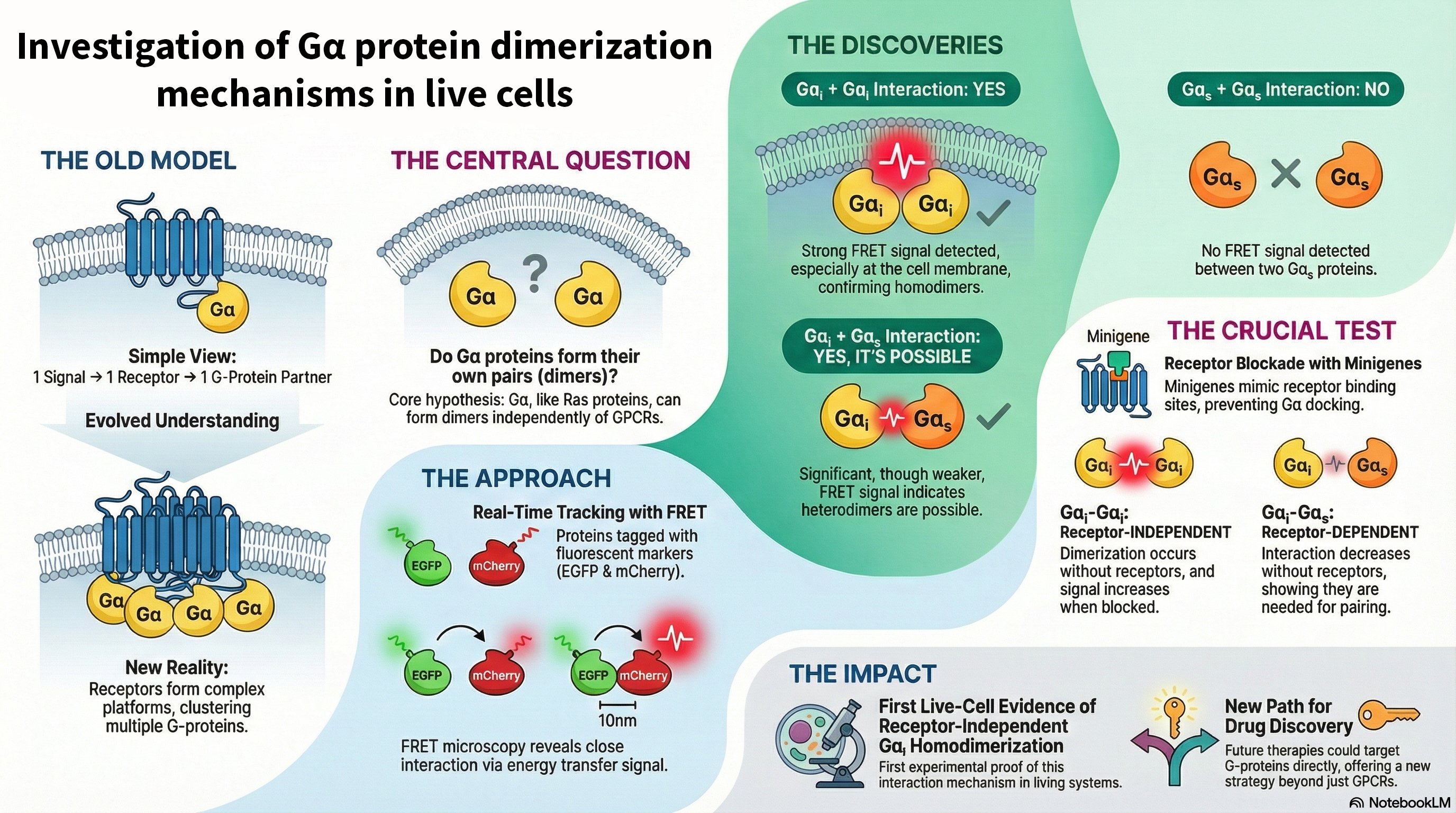 Infographic summarizing Ga protein dimerization mechanisms and interactions