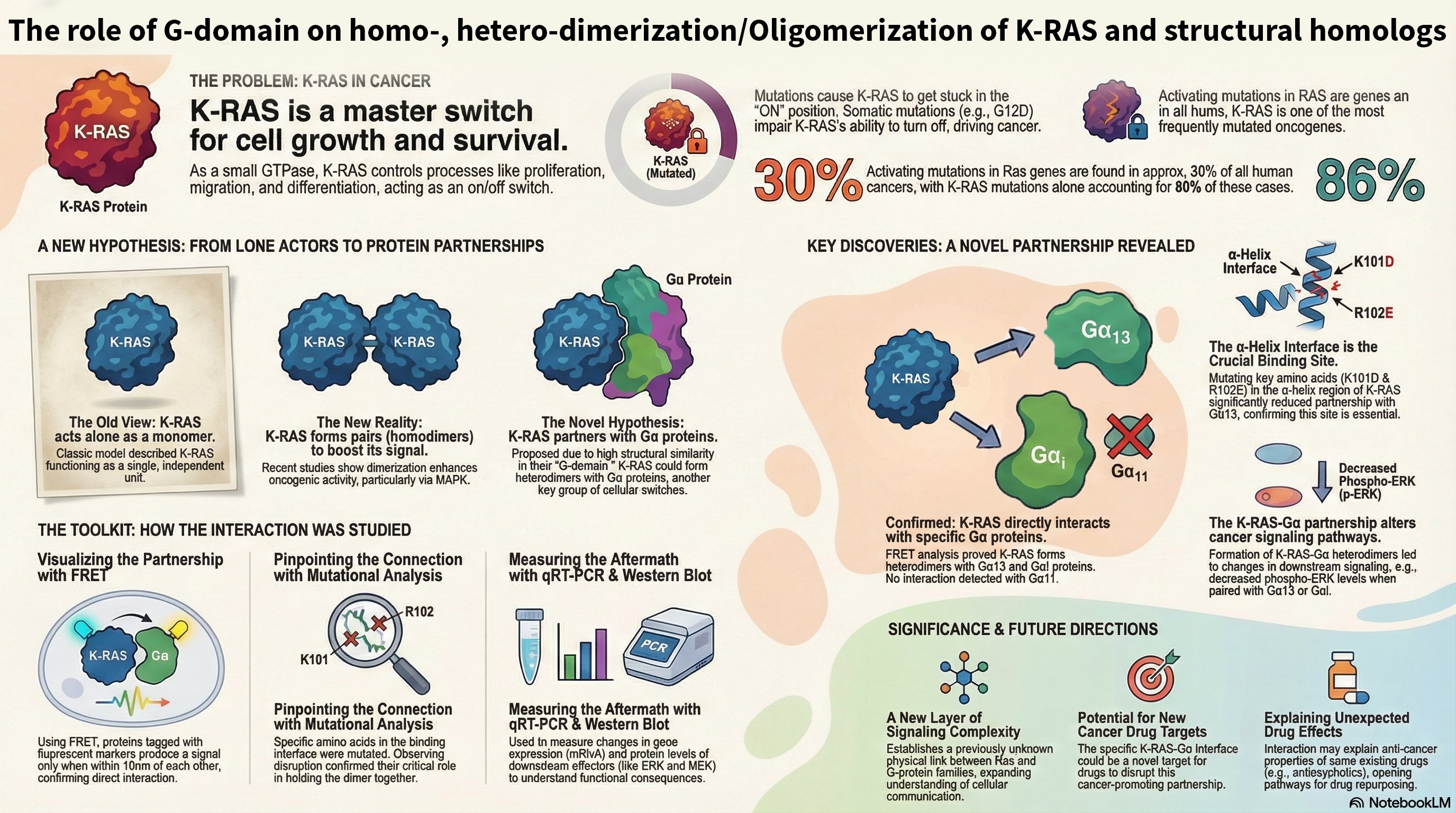 Infographic summarizing KRas G-domain roles in homo-/hetero-dimerization and downstream signaling