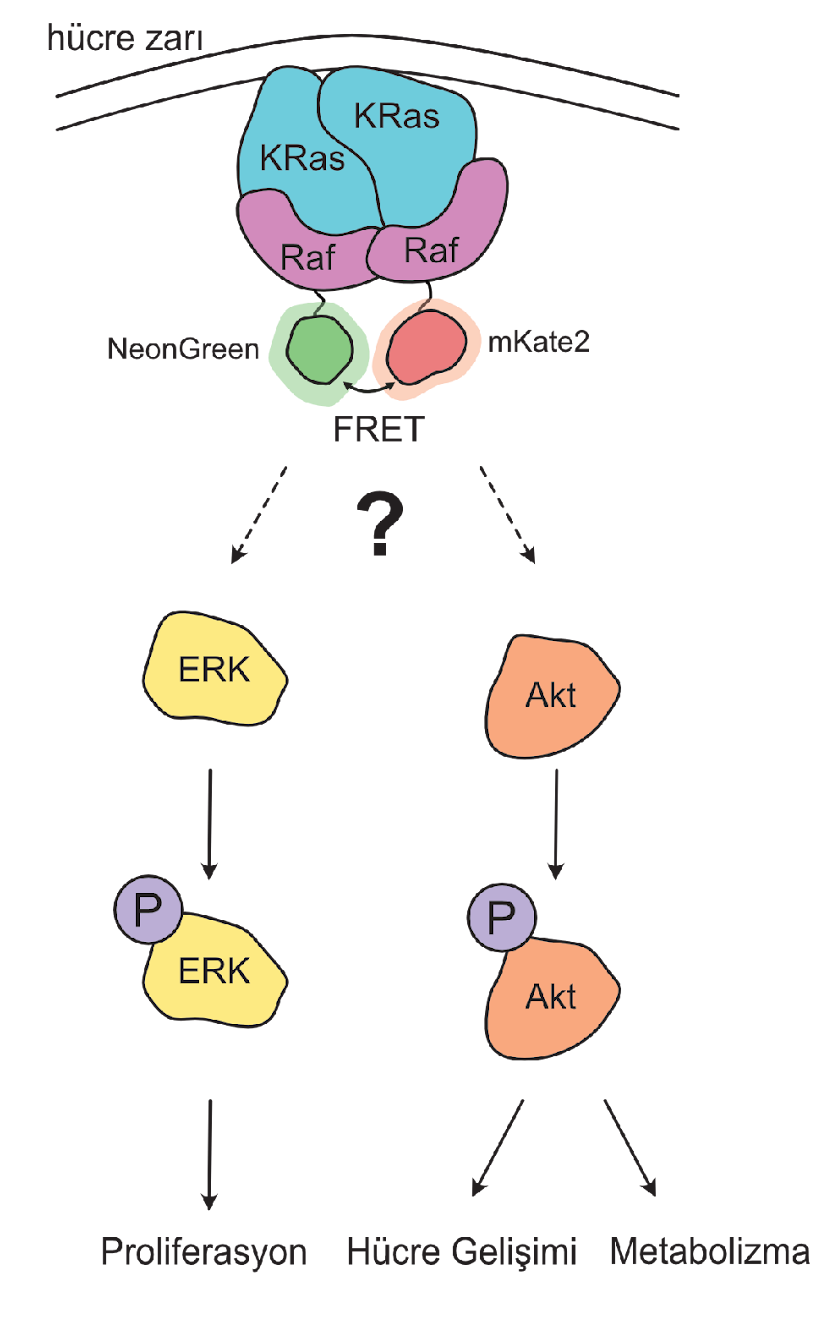 Figure 1: KRas Dimerization Model