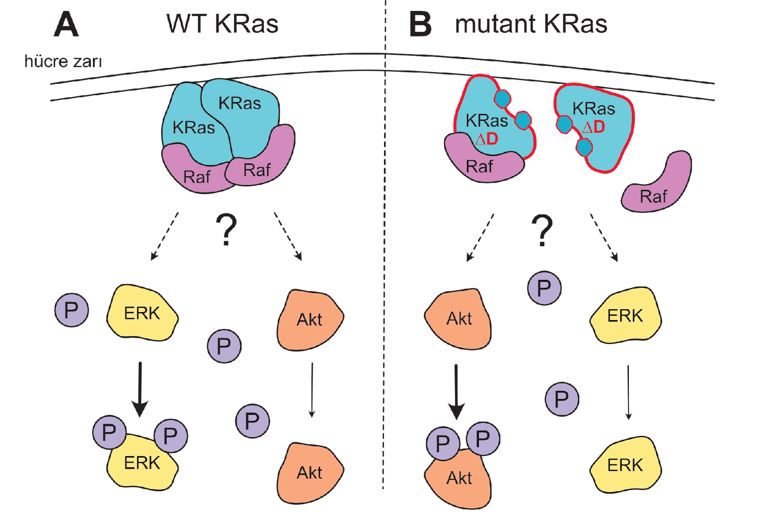 Figure 2: FRET Imaging Data