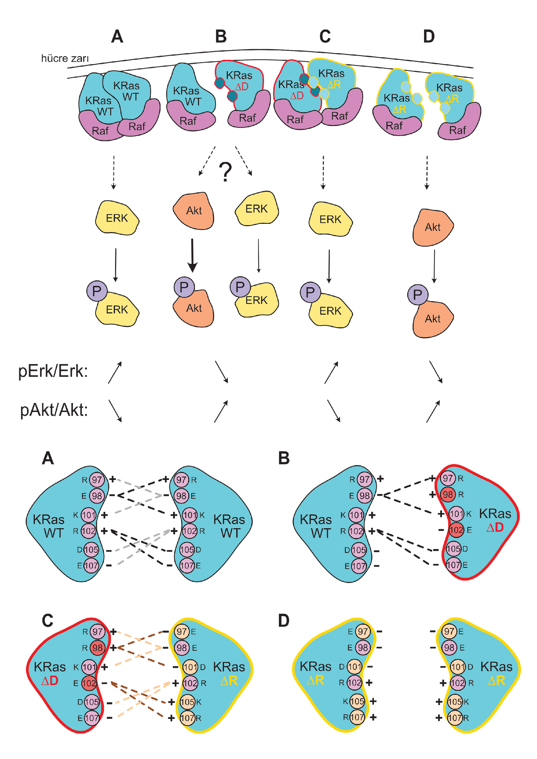 Figure 3: Signaling Pathway Diagram