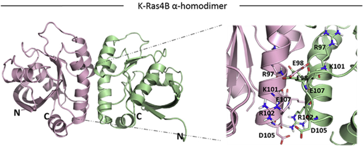 Figure 1: K-Ras and G-alpha Heterodimerization Model