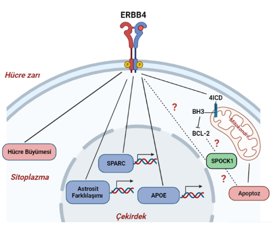 Figure 2: SPOCK1 and Beta-Amyloid Interaction