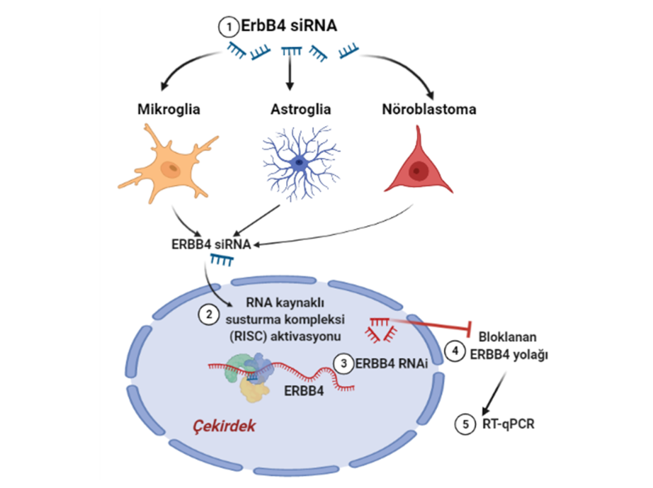 Figure 3: SPOCK1 Expression in AD Brain