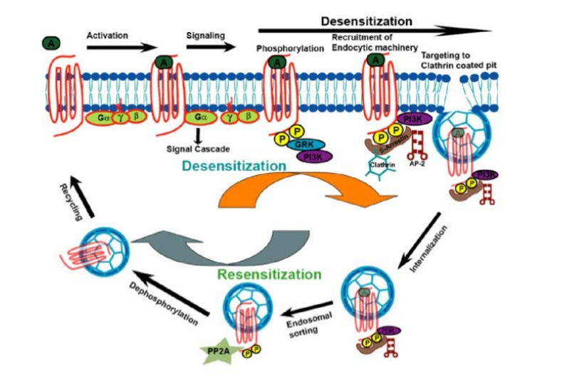 Figure 1: Arrestin-mediated signaling