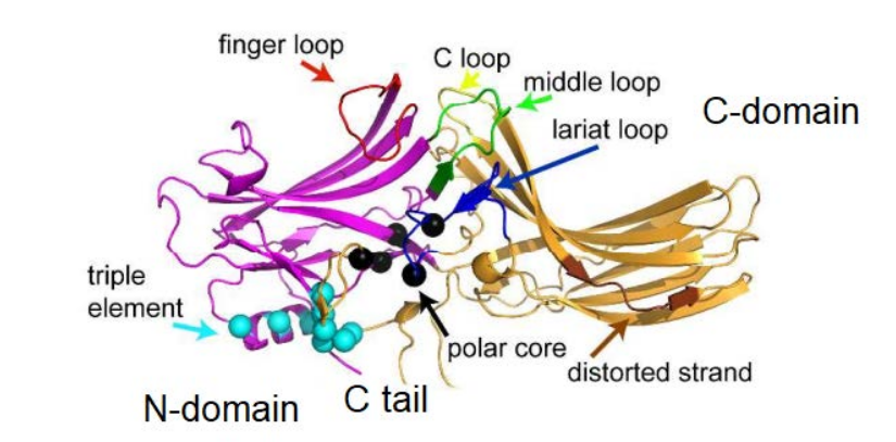Figure 2: 3D Structure of Arrestin