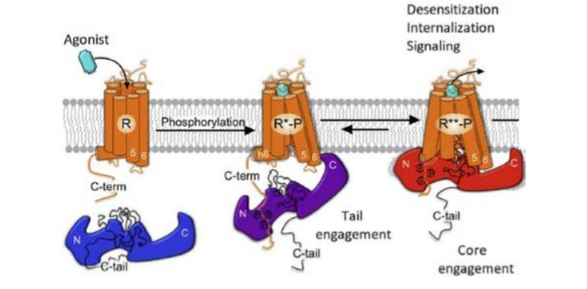 Figure 3: Arrestin Conformational Changes