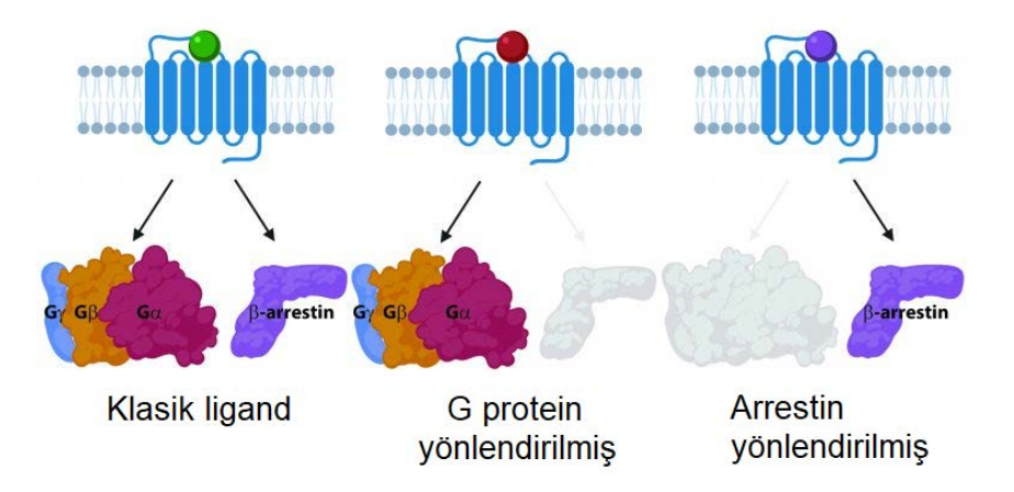 Figure 4: Biased Ligand Effects