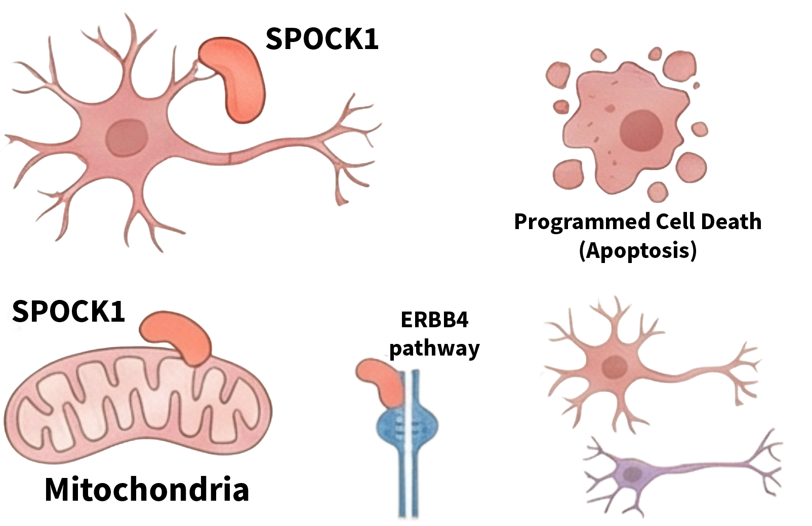 Thumbnail - Investigation of the Effect of SPOCK1 Protein on Apoptosis in Nerve Cells