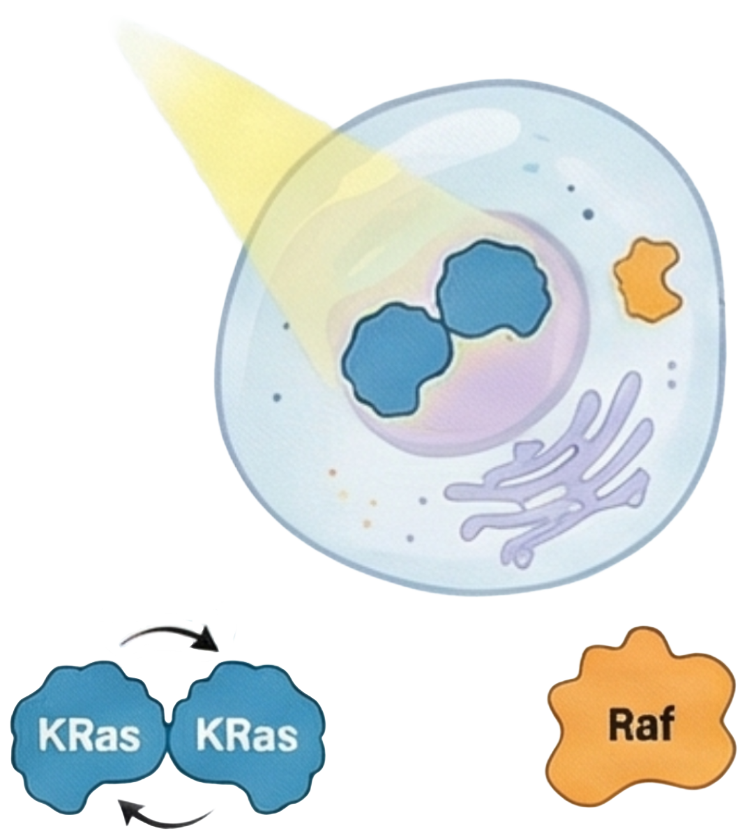 Thumbnail - Regulation of Raf activity by KRas dimerization dynamics