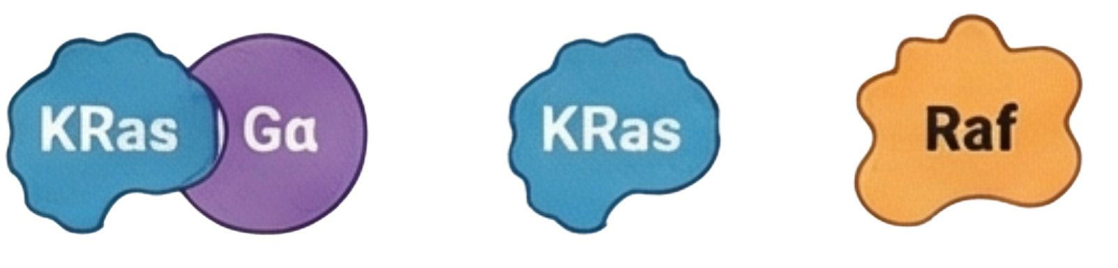 Thumbnail - The Effects of K-Ras/G-alpha Heterodimerization on Raf Activation