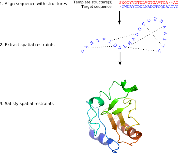 Figure 1 — Overview of the Modeller comparative modeling procedure. (1) Template structures are aligned with the target sequence. (2) Spatial features — Cα–Cα distances, hydrogen bonds, mainchain and sidechain dihedral angles — are transferred from templates to the target as spatial restraints. (3) The 3D model is obtained by satisfying all restraints as well as possible. (Source: Modeller 10.7 Manual, Šali & Blundell 1993)